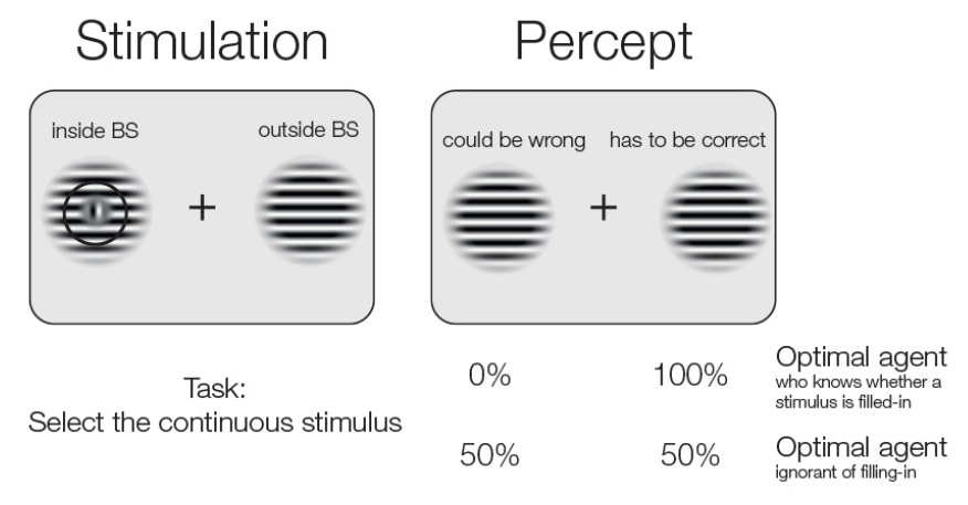 Stimuli in the experiment